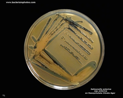 salmonella on deoxycholate citrate agar